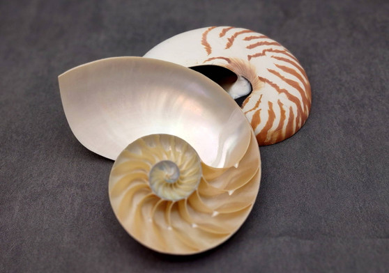 Natural Nautilus Seashell Half Cut Pair Nautilus Pompilius (1 shell pair approx. 5+ inches) Nautilus Shells for decor display & collecting!