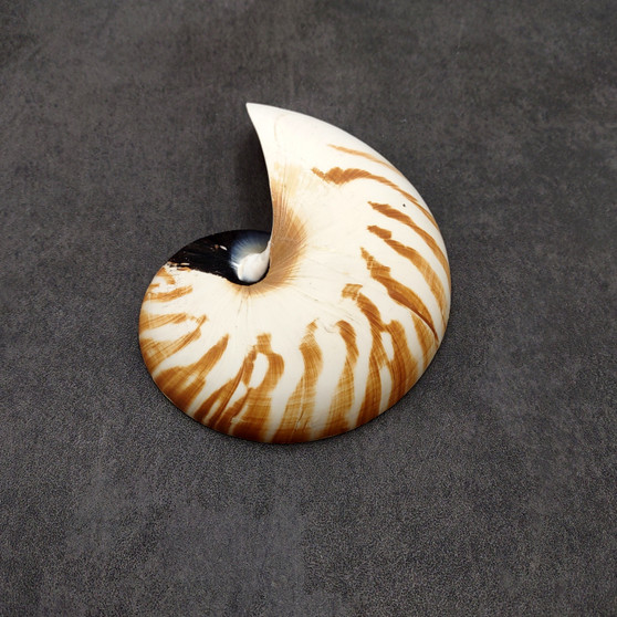 Natural Nautilus Seashell Left Cut Single Half Nautilus Pompilius (1 shell approx. 5+ inches) Shells for coastal decor & collections!