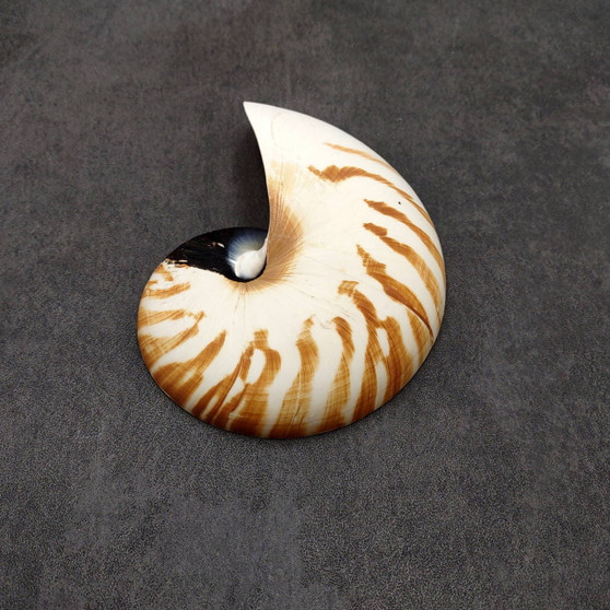 Natural Nautilus Seashell Left Cut Single Half Nautilus Pompilius (1 shell approx. 5+ inches) Shells for coastal decor & collections!