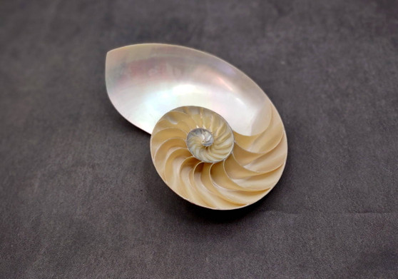 Polished Natural Nautilus Seashell Right Cut Single Half Nautilus Pompilius (1 HALF shell approx. 6+ inches) Shells for decor & collections!