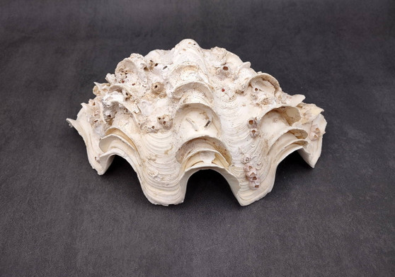 Giant Ruffled Clam Shell Half (1 half shell approx. 10.25L x 3.25H x 6.5D inches) Great rare clam shell for decor & display! Natural colored and weathered clam shell. Copyright 2024 SeaShellSupply.com