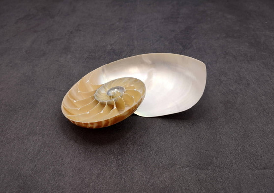 Polished Natural Seashell Left Single Half Nautilus Pompilius (1 shell half approx. 5+ inches) Great for crafting and collections!