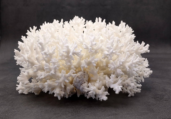 White Lace Coral Large Cluster Pocillopora Damicornis (1 coral approx. 6.75-7.75+ inches) White Lace Coral for beach home décor & display
