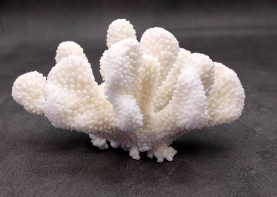 White Cauliflower Coral Cluster Pocillopra Eydouxi (1 coral approx. 5-6+ inches) White Cauliflower Coral Piece for decor art & collecting!