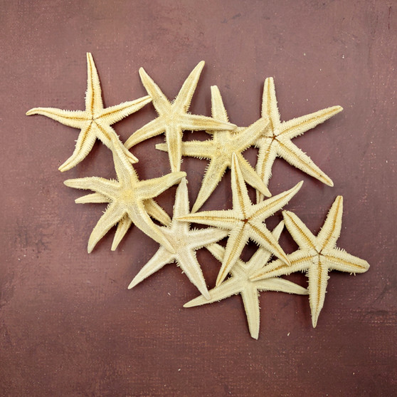 Philippine Spiny Starfish Marthasterias Glacialis (10 starfish approx. 2+ inches) Flat PI Starfish for coastal décor crafting & art! Copyright 2025 SeaShellSupply.com.