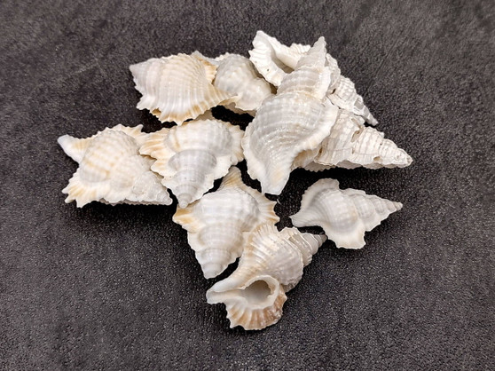 Baby Frog Seashells (10 pcs.) - Biplex Perca. Multiple white ribbed striped shells with wing looking flaps off the side in a pile. Copyright 2022 SeaShellSupply.com.