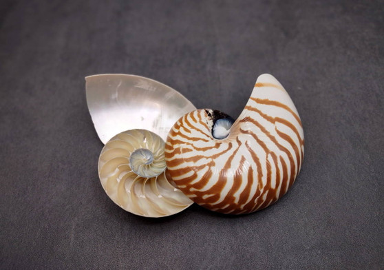 Natural Nautilus Seashell Half Cut Pairs Nautilus Pompilius (1 shell PAIR approx. 4+ inches) Shells for crafting and collections!