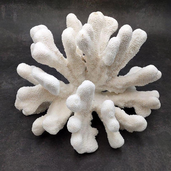 White Catspaw Coral Cluster Pocillopora Palifera (1 coral approx. 11L x 7H x 8D inches) Large White Coral for home décor & collecting! Copyright 2026 SeaShellSupply.com.
