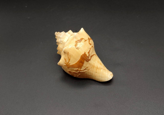 Carved Conch Seashell Antelope (1 shell approx. 3+ inches) Carved Antelope Conch Shells for coastal crafting gifting display & collecting!