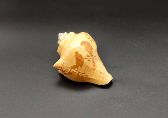 Carved Conch Shell Love Birds (1 shell approx. 3+ inches) Conch shells for coastal crafting display & collecting!