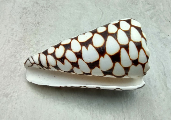 Marbled Cone Seashell - Conus Marmoreus - (1 shell approx. 2.5 - 3 inches). One shell with a black base and white spots. Copyright 2022 SeaShellSupply.com.