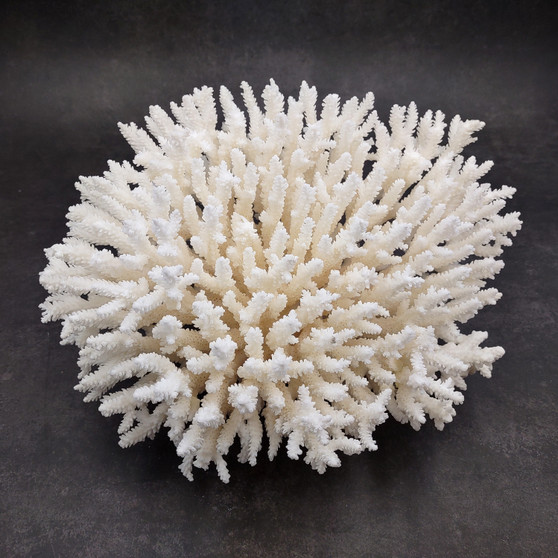 White Lace Coral Large Cluster Pocillopora Damicornis (1 coral approx. 9.5L x 5.5H x 8D inches) Unique Addition to Any Nautical Display! Copyright 2026 SeaShellSupply.com.