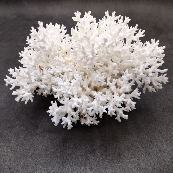 White Lace Coral Large Cluster Pocillopora Damicornis (1 coral approx. 9L x 5H X 7D inches) Unique Addition to Any Nautical Display! Copyright 2026 SeaShellSupply.com.
