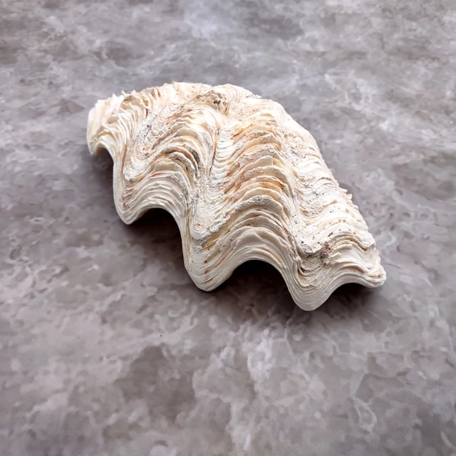 Clam Shells and Shell Pairs - seashellsupply.com