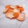 Pumpkin Orange Scallop Seashell Halves Noble Pecten Nobolis (Approx. quarter pound shells 2+ inches) Orange Scallop Shells for crafts! Copyright 2025 SeaShellSupply.com.