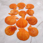 Pumpkin Orange Scallop Seashell Halves Noble Pecten Nobolis (Approx. quarter pound shells 2+ inches) Orange Scallop Shells for crafts! Copyright 2025 SeaShellSupply.com.