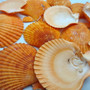 Pumpkin Orange Scallop Seashell Halves Noble Pecten Nobolis (Approx. quarter pound shells 2+ inches) Orange Scallop Shells for crafts! Copyright 2025 SeaShellSupply.com.