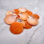 Pumpkin Orange Scallop Seashell Halves Noble Pecten Nobolis (Approx. quarter pound shells 2+ inches) Orange Scallop Shells for crafts! Copyright 2025 SeaShellSupply.com.