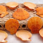 Pumpkin Orange Scallop Seashell Halves Noble Pecten Nobolis (Approx. quarter pound shells 2+ inches) Orange Scallop Shells for crafts! Copyright 2025 SeaShellSupply.com.