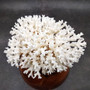 White Lace Coral Large Cluster Pocillopora Damicornis (1 coral approx. 7.5L x 3.5H X 7D inches) White Coral Centerpiece for coastal display! Copyright 2026 SeaShellSupply.com.