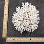 White Lace Coral Large Cluster Pocillopora Damicornis (1 coral approx. 7.5L x 3.5H X 7D inches) White Coral Centerpiece for coastal display! Copyright 2026 SeaShellSupply.com.