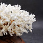 White Lace Coral Large Cluster Pocillopora Damicornis (1 coral approx. 7.5L x 3.5H X 7D inches) White Coral Centerpiece for coastal display! Copyright 2026 SeaShellSupply.com.