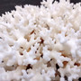 White Lace Coral Large Cluster Pocillopora Damicornis (1 coral approx. 7.5L x 3.5H X 7D inches) White Coral Centerpiece for coastal display! Copyright 2026 SeaShellSupply.com.