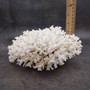 White Lace Coral Large Cluster Pocillopora Damicornis (1 coral approx. 7.5L x 3.5H X 7D inches) White Coral Centerpiece for coastal display! Copyright 2026 SeaShellSupply.com.