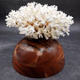 White Lace Coral Large Cluster Pocillopora Damicornis (1 coral approx. 7.5L x 3.5H X 7D inches) White Coral Centerpiece for coastal display! Copyright 2026 SeaShellSupply.com.
