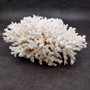 White Lace Coral Large Cluster Pocillopora Damicornis (1 coral approx. 7.5L x 3.5H X 7D inches) White Coral Centerpiece for coastal display! Copyright 2026 SeaShellSupply.com.