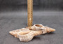 Center Cut Large Fox Seashells (2 shells approx. 5+ inches) Quality center cut shells for ocean decor art projects crafts & collecting!