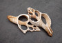 Center Cut Large Fox Seashells (2 shells approx. 5+ inches) Quality center cut shells for ocean decor art projects crafts & collecting!