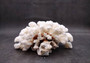 Brownstem White Cauliflower Coral Cluster Pocillopora Verrucosa (1 coral approx. 6L x 3H x 5.5D inches) Coral for home display & decor!