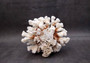 Brownstem White Cauliflower Coral Cluster Pocillopora Verrucosa (1 coral approx. 6L x 3H x 5.5D inches) Coral for home display & decor!