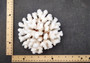 Brownstem White Cauliflower Coral Cluster Pocillopora Verrucosa (1 coral approx. 6L x 3H x 5.5D inches) Coral for home display & decor!