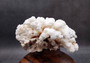 Brownstem White Cauliflower Coral Cluster Pocillopora Verrucosa (1 coral approx. 6L x 3H x 5.5D inches) Coral for home display & decor!