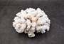 Brownstem White Coral Cluster Pocillopora Verrucosa (1 coral approx. 6L x 3H x 5.5D inches) Coral for home display & decor!