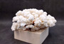 Brownstem White Coral Cluster Pocillopora Verrucosa (1 coral approx. 6L x 3H x 5.5D inches) Coral for home display & decor!