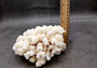 Brownstem White Coral Cluster Pocillopora Verrucosa (1 coral approx. 6L x 3H x 5.5D inches) Coral for home display & decor!