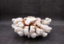 Brownstem White Coral Cluster Pocillopora Verrucosa (1 coral approx. 6L x 3H x 5.5D inches) Coral for home display & decor!