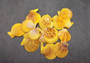 Golden Yellow Scallop Shell Halves Noble Pecten Nobolis (Approx. quarter pound shells 2+ inches) Scallop seashells for arts & crafts!