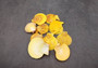 Golden Yellow Scallop Shell Halves Noble Pecten Nobolis (Approx. quarter pound shells 2+ inches) Scallop seashells for arts & crafts!