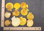 Golden Yellow Scallop Shell Halves Noble Pecten Nobolis (Approx. quarter pound shells 2+ inches) Scallop seashells for arts & crafts!