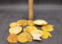 Golden Yellow Scallop Shell Halves Noble Pecten Nobolis (Approx. quarter pound shells 2+ inches) Scallop seashells for arts & crafts!