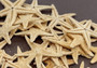 Mini Tan Starfish - Archaster Typicus - (approx. 45-50 starfish .5-1 inch). Multiple orange and tan starfish in a pile. Copyright 2025 SeaShellSupply.com