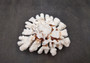 Brownstem White Coral Cluster Pocillopora Verrucosa (1 coral approx. 7L x 3H x 6D inches) Coral for coastal collections & display!