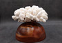 Brownstem White Coral Cluster Pocillopora Verrucosa (1 coral approx. 7L x 3H x 6D inches) Coral for coastal collections & display!