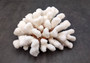 Brownstem White Coral Cluster Pocillopora Verrucosa (1 coral approx. 7L x 3H x 6D inches) Coral for coastal collections & display!