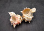 Pink Brown Striped Murex Seashells Murex Brassica (2 shells approx. 3+ inches) Seashells for hermit crabs art projects crafts & collecting!
