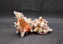 Pink Brown Striped Murex Seashells Murex Brassica (2 shells approx. 3+ inches) Seashells for hermit crabs art projects crafts & collecting!